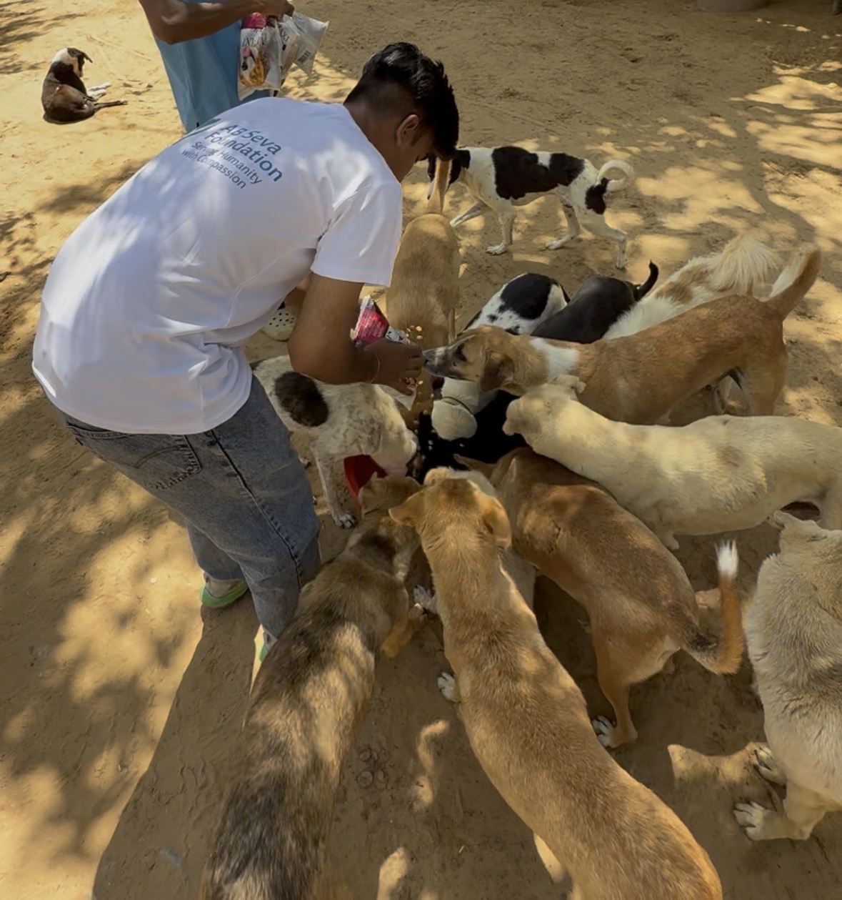 Saving Paws volunteer feeding rescued street dogs