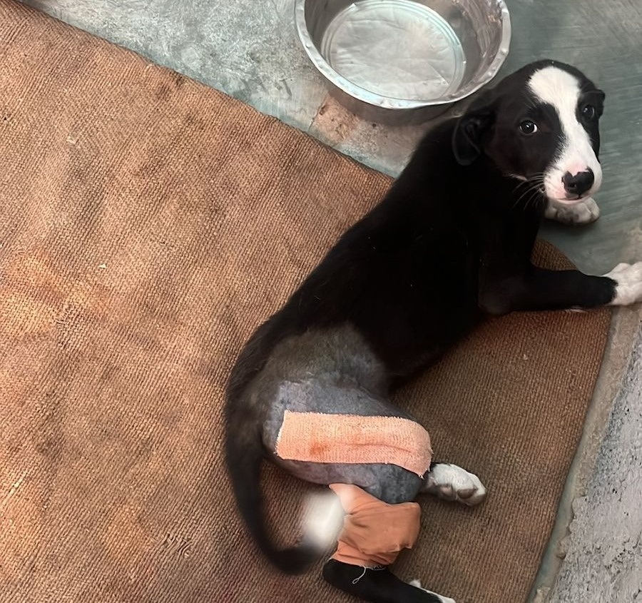 Street dog rescue