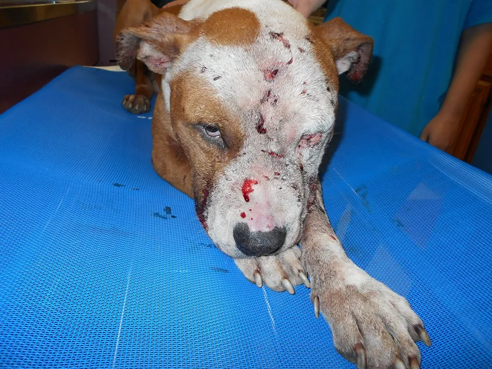 Injured dog receiving urgent Saving Paws emergency care